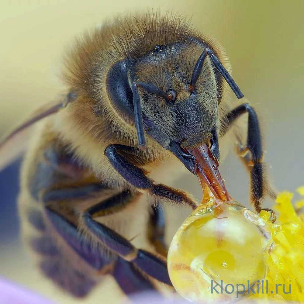 Строение органов зрения медоносной пчелы