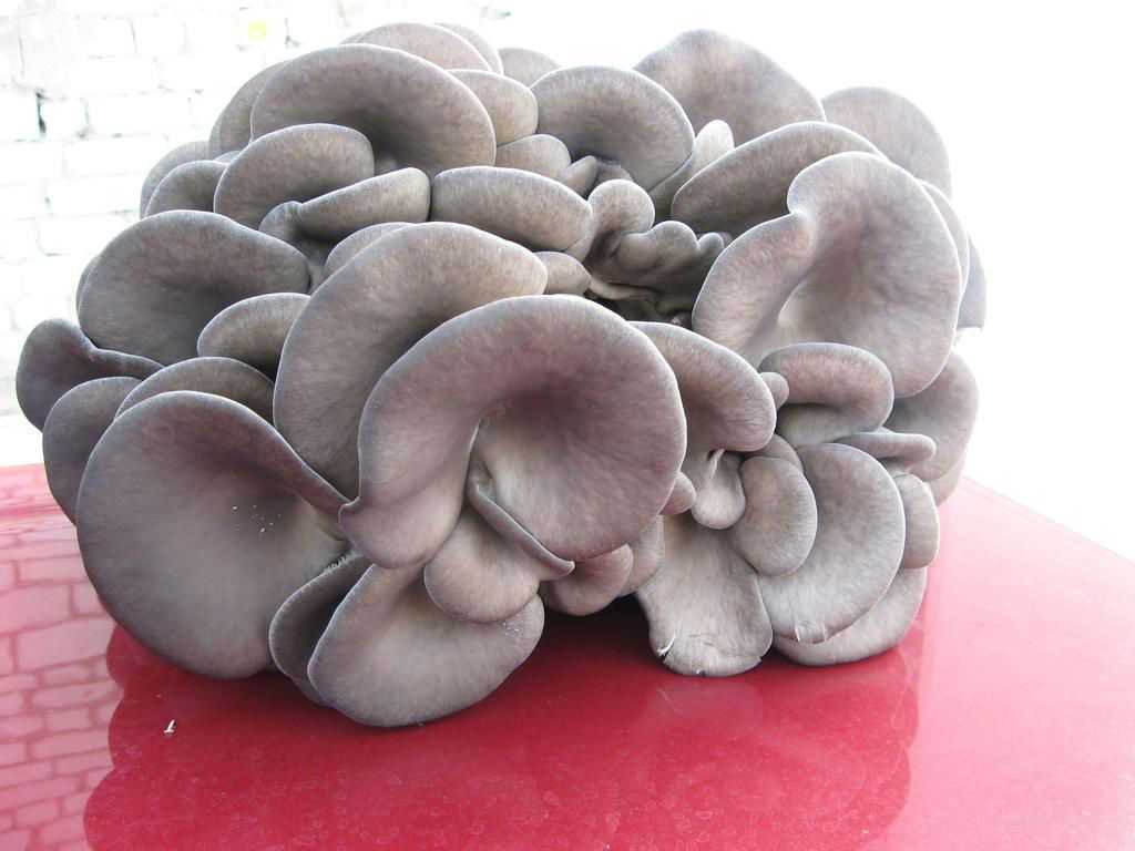 Мицелий белых грибов: как выращивать. Какие условия нужны белым грибам. Как подготовить посадочный материал.