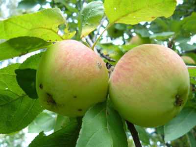 Сорт яблок анис свердловский описание, фото, отзывы