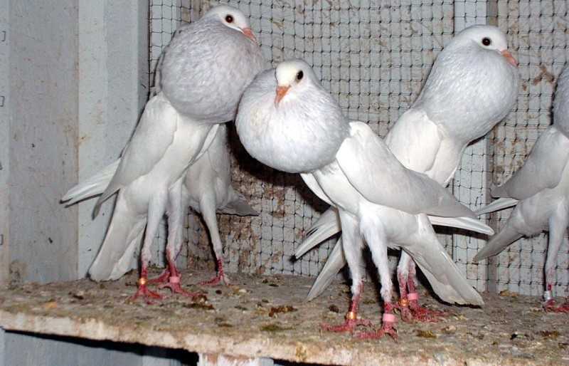 Высоколетные голуби: разновидности и их характеристика