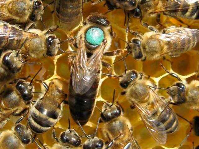 Пчела «карника» — особенности породы