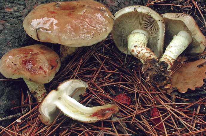 Чешуйчатка сальная (pholiota adiposa) –  грибы сибири