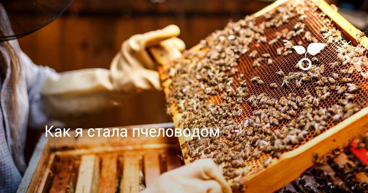 Преимущества и недостатки содержания пчел в ульях лежаках