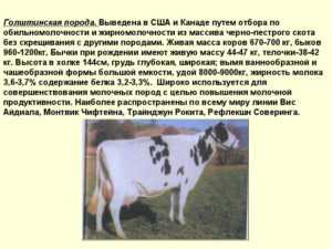 Голштинская корова - 85 фото, видео содержания, особенности ухода и основные характеристики