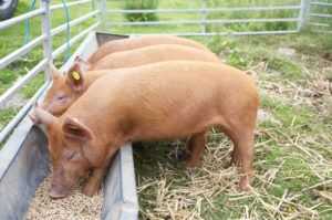 Правила кормления свиней – таблица по нормам и составу