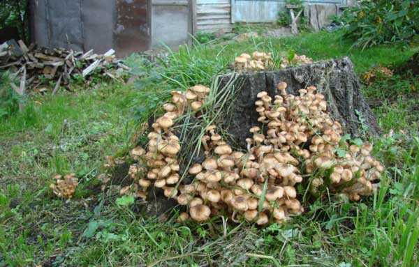 Выращивание белых грибов: особенности и перспективы развития