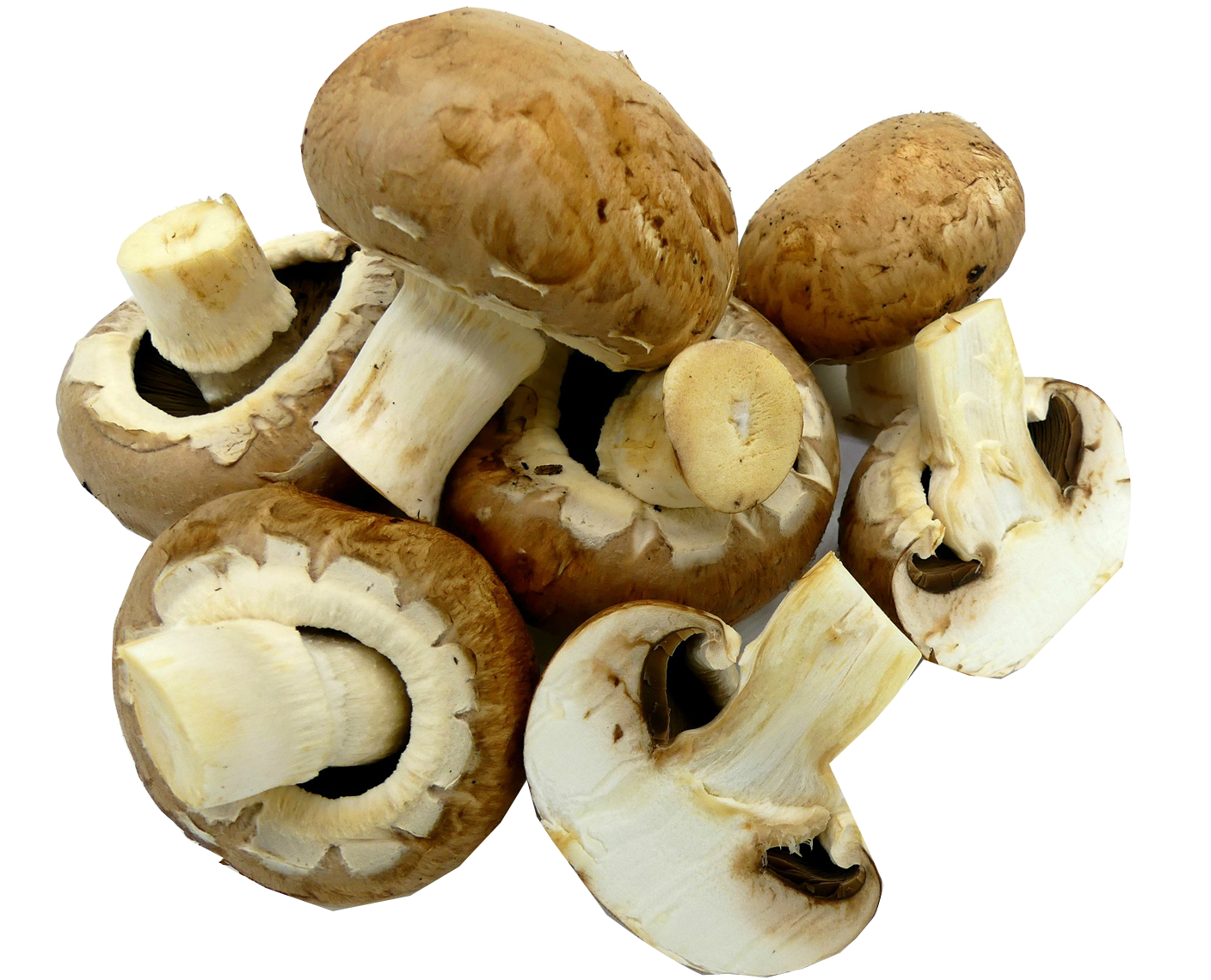 Как готовить грибы шиитаке, полезные свойства и рецепты супа, фунчозы и салата