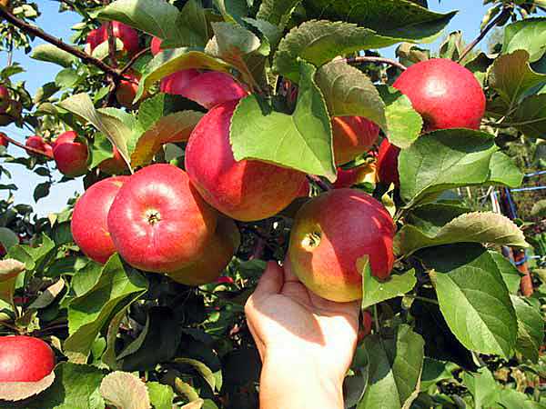 Описание сорта яблони услада: фото яблок, важные характеристики, урожайность с дерева