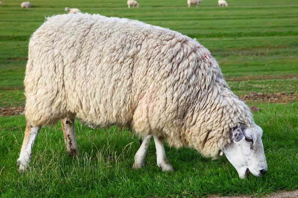 Куйбышевская порода овец: характеристика продуктивности, выращивание
