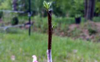 Метод бурито: размножение роз простым способом