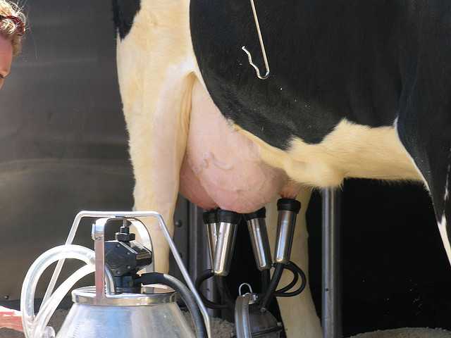 Доильный аппарат: принципы работы и техника машинного доения коров