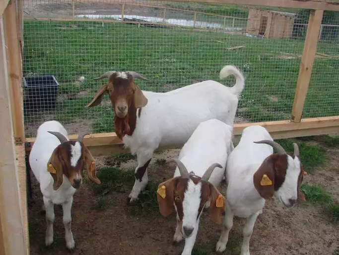 Разведение коз в домашних условиях. перспективы развития и виды бизнеса. | cельхозпортал
