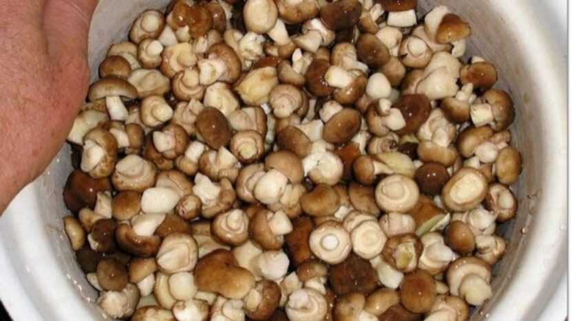 Сколько замачивать сушеные грибы