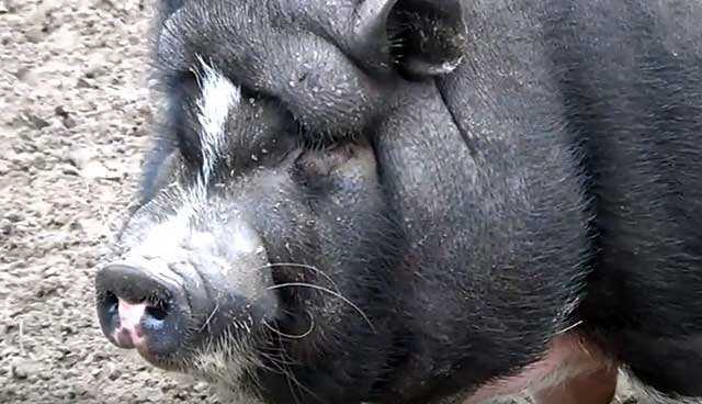 Секреты разведения вислобрюхих вьетнамских свиней в домашних условиях