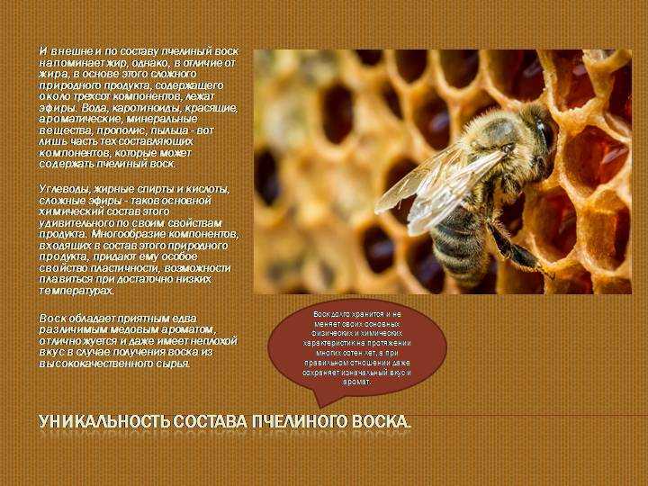 Как пчелы делают мед: этапы и краткое описание процесса