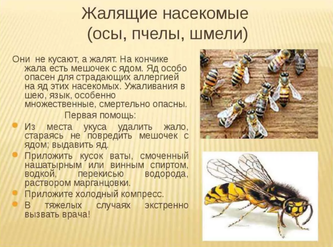 Отличие шмеля, шершня, осы, пчелы