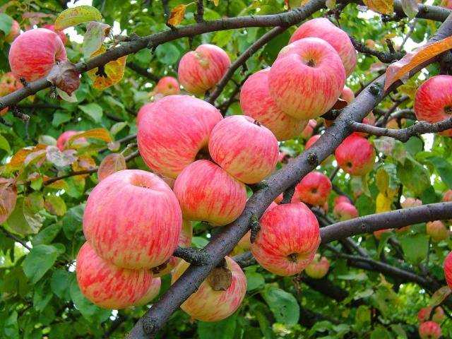 Карликовые яблони: сорта, отзывы, как садить и ухаживать