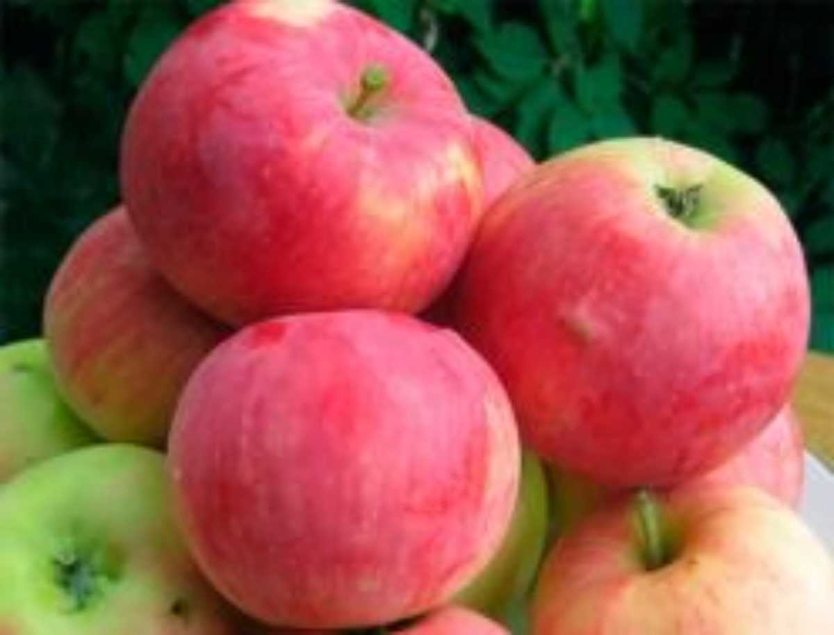 Яблоня мантет: достоинства и характеристики сорта