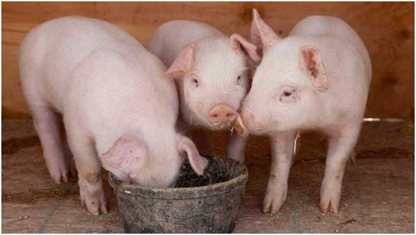 Йоркширская порода свиней мясо-сального направления