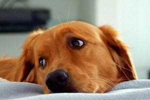 Отравление изониазидом человека, собаки, кошки: симптомы, лечение | компетентно о здоровье на ilive