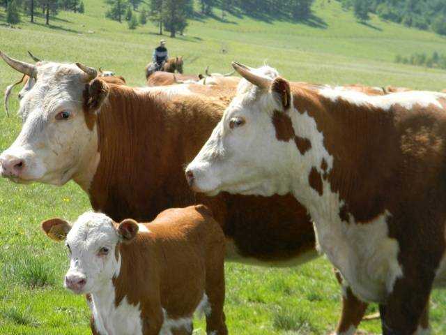 Герефордская порода коров: характеристика, отзывы + фото. Продуктивность, проблемы со здоровьем.