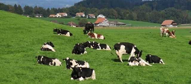 Почему горчит молоко у коровы при скисании