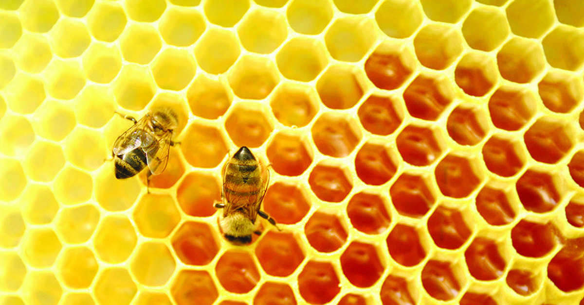 Апитерапия (лечение пчелами): какие болезни лечит
