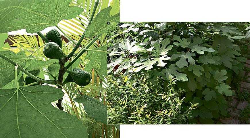 Инжир брунсвик: выращивание в открытом грунте
