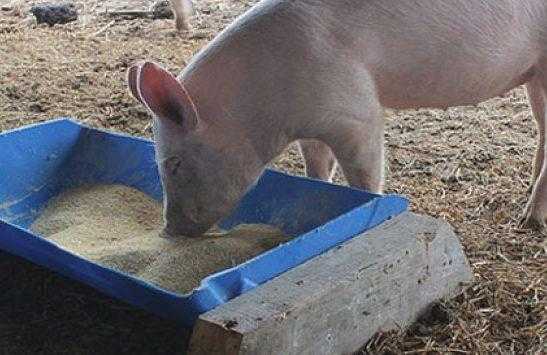 Как сделать кормушки для свиней своими руками