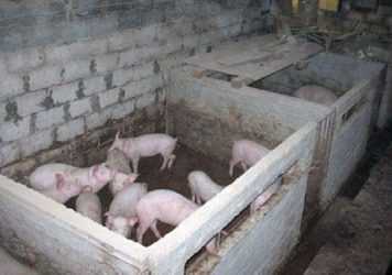 Технологические параметры содержания свиней