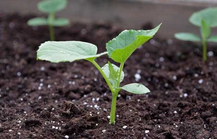 Удобрение нутрисол – инструкция по применению, состав, отзывы, как разводить, для рассады, томатов, клубники, цветов, роз,комнатных растений