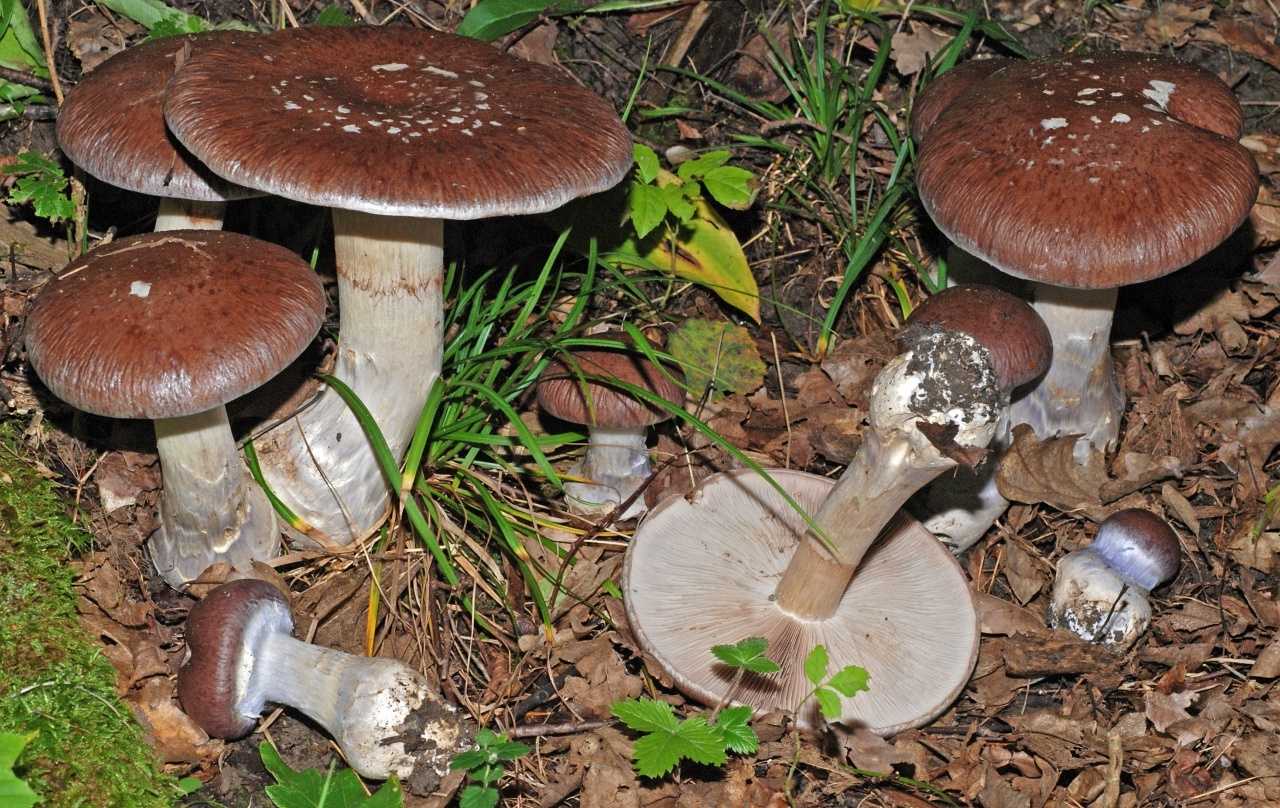 Паутинник слизистый (cortinarius mucosus) –  грибы сибири
