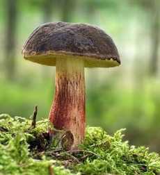 Рядовки и как выглядят съедобные грибы