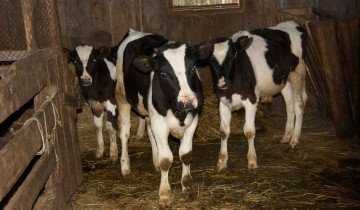 Содержание молочных коров в домашних условиях: как ухаживать и правильно их выбрать