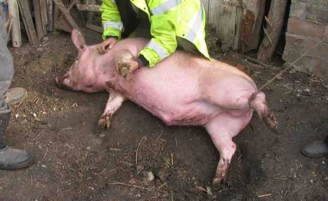 Забой свиней: как правильно зарезать, убой в домашних условиях