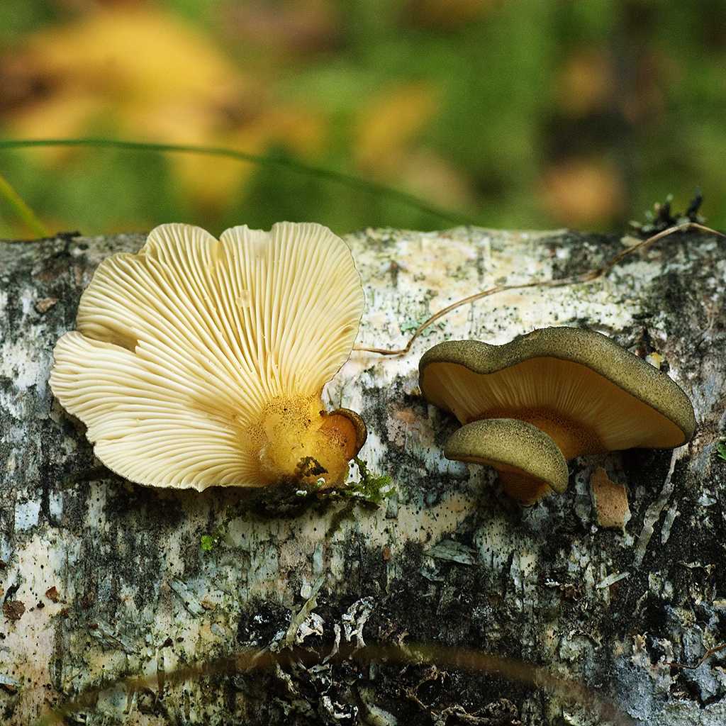 Эксидия сжатая (exidia recisa): как выглядят грибы, где и как растут, съедобны или нет