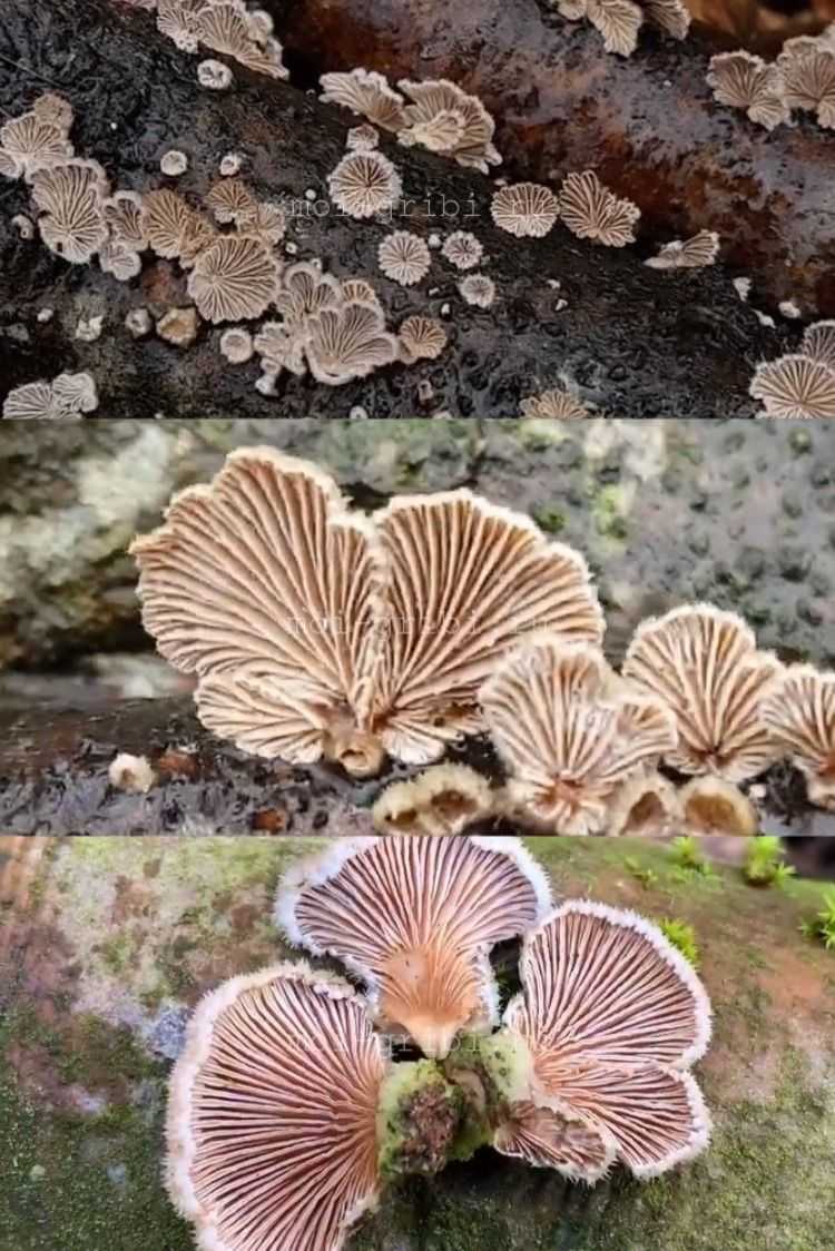 Саркосцифа алая или австрийская (sarcoscypha coccinea): фото, описание, лечебные свойства и как готовить гриб