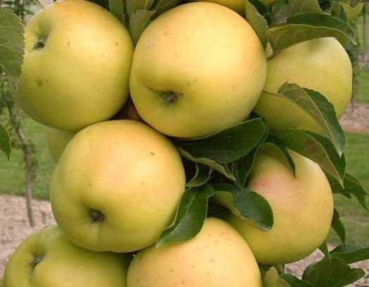 Яблоня медовое: описание сорта, фото, отзывы