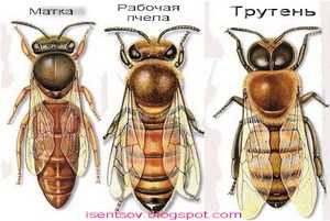 Пчеломатка f1 | cvetochek.ru