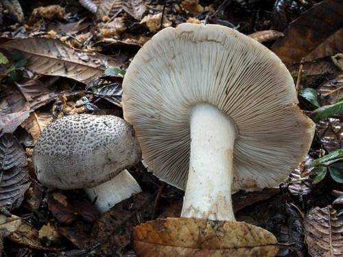 Рядовка вонючая (tricholoma inamoenum) –  грибы сибири