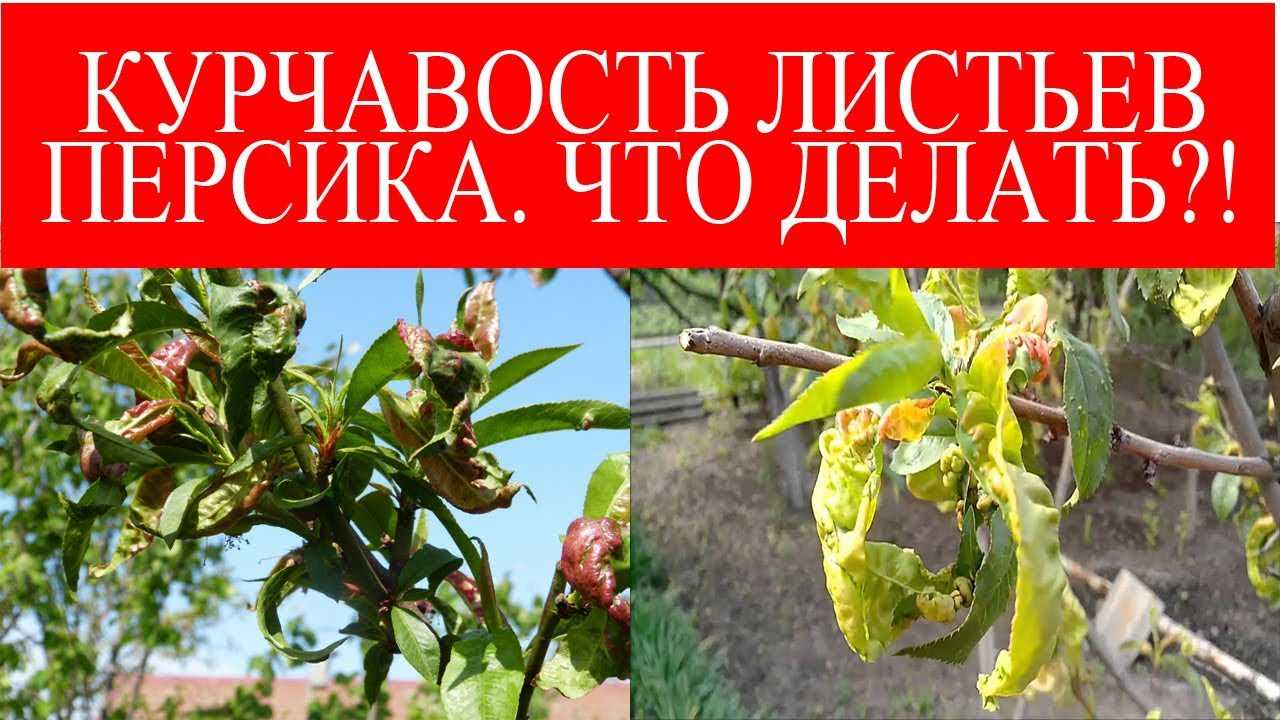 Болезни и вредители персика — профилактика и борьба