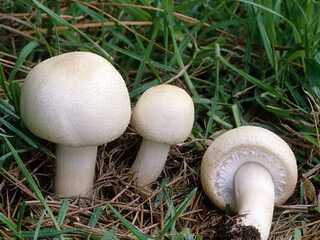 Шампиньон полевой (agaricus arvensis): фото, описание, как выглядят и как готовить гриб