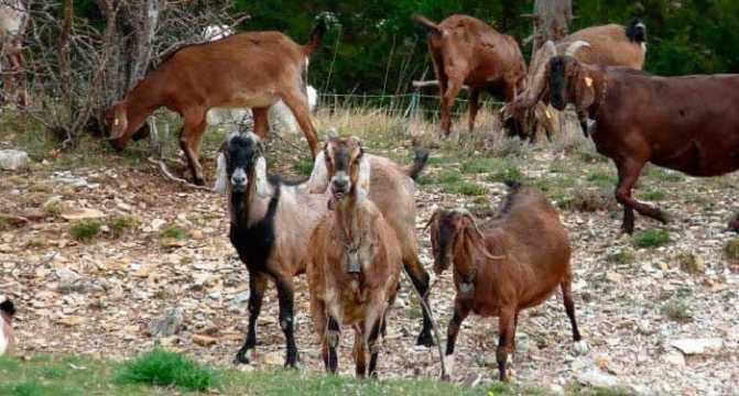 Нубийские козы: описание породы, фото, отзывы владельцев. Характеристика продуктивности, содержание, разведение и уход.