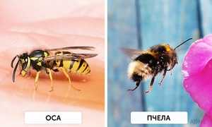 Отличия шмеля от пчелы и осы