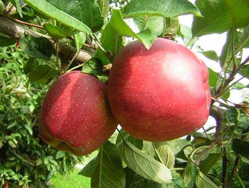 Описание и характеристики яблок сорта ред чиф, выращивание и уход - всё про сады