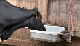 Корова плохо пьет. Молочная лихорадка у коров. Когда пропадает аппетит у коровы что надо делать.