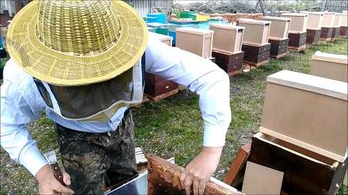 Пчеловодство как бизнес: выгодно ли этим заниматься, подробный план развития пасеки, отзывы предпринимателей и прочее