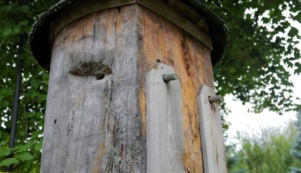 Колодное пчеловодство, особенности содержания пчел в колодах