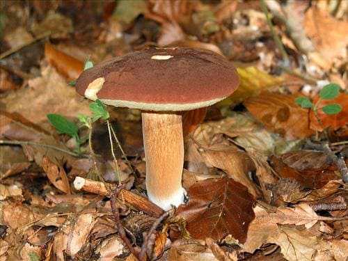 Белый гриб синеет на срезе: можно его есть или нет?