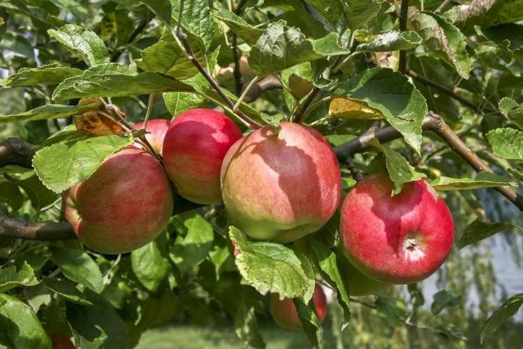 Сорт яблони жигулевское: описание с фото, посадка и уход, отзывы